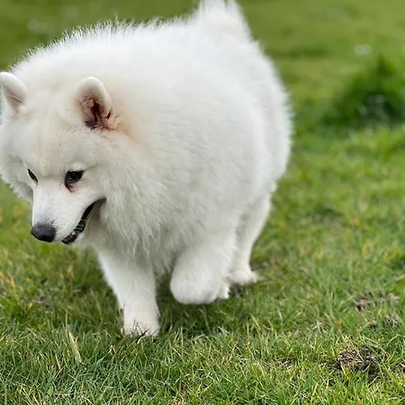 Fabulous Dos Pescadores Appartamento *