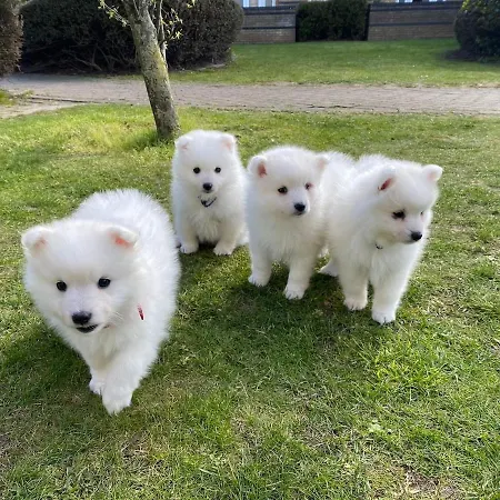 Fabulous Dos Pescadores Daire