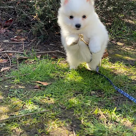 Fabulous Dos Pescadores *